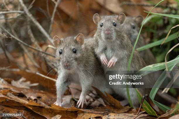 brown rats (rattus norvegicus), also known as common rats, in autumn. - rat stock pictures, royalty-free photos & images