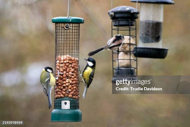 feeding the birds - titmouse stock pictures, royalty-free photos & images