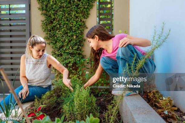 mother and daughter gardening together in a backyard urban garden - herb garden stock pictures, royalty-free photos & images