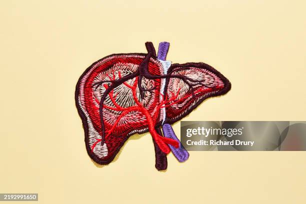 an embroidered human liver - hepatitis fotografías e imágenes de stock