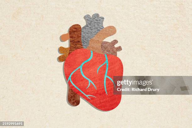a human heart - coronary arteries diagram stockfoto's en -beelden