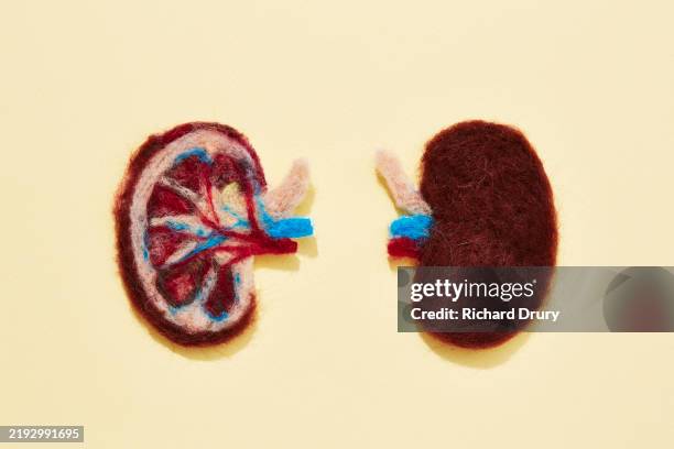 human kidneys made of wool - renal artery stock pictures, royalty-free photos & images