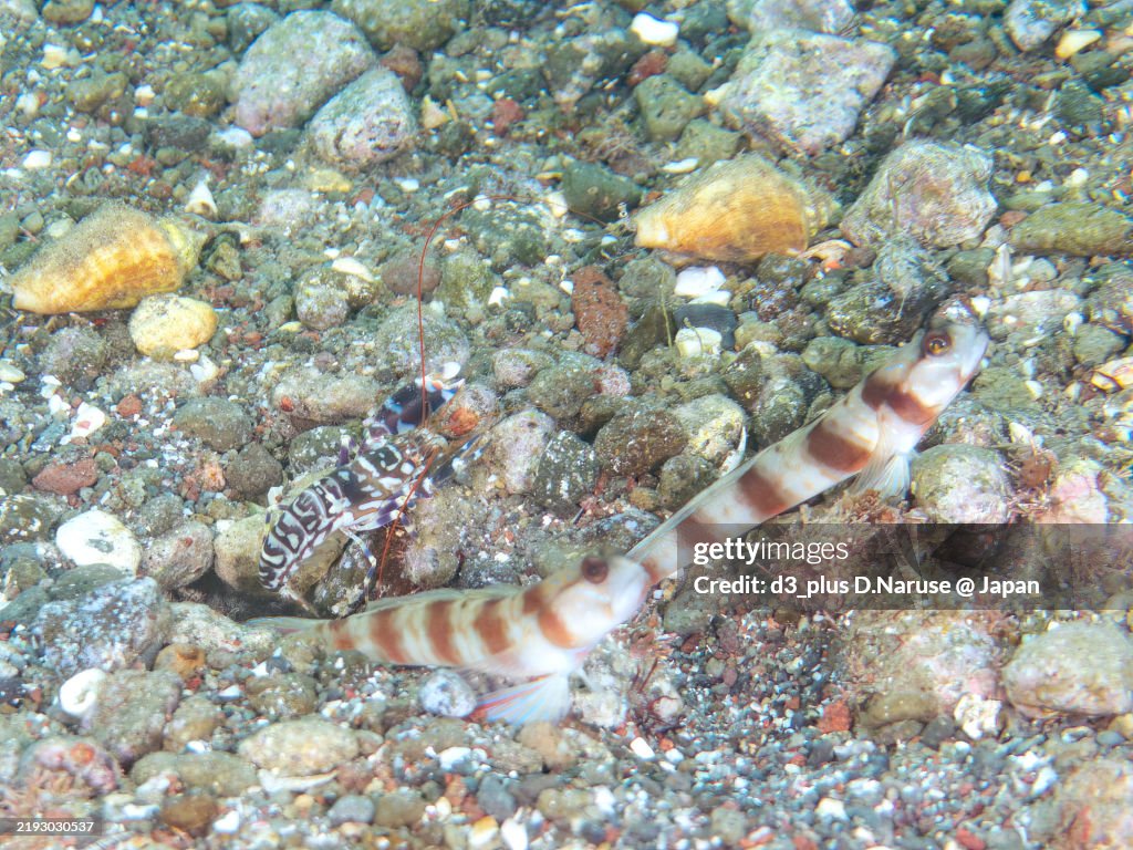 The three coexist in the sandy area: the Japanese Shrimp Goby (Amblyeleotris japonica), Blue Hana Goby (Ptereleotris hanae), and the Tiger Pistol Shrimp (Alpheus bellulus).
Hirizohama beach, Nakagi, Minami-Izu, Izu Peninsula, Shizuoka pref - 2024.
