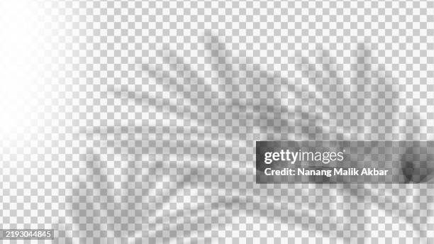 leaf shadow overlay effect transparent background with light - window light rays stock illustrations