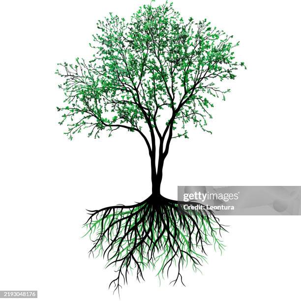 tree with roots - creation stock illustrations