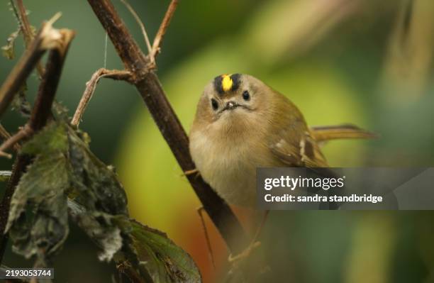 a tiny goldcrest, regulus regulus, hunting for insects to eat in a bush in winter. - passerine bird stock pictures, royalty-free photos & images