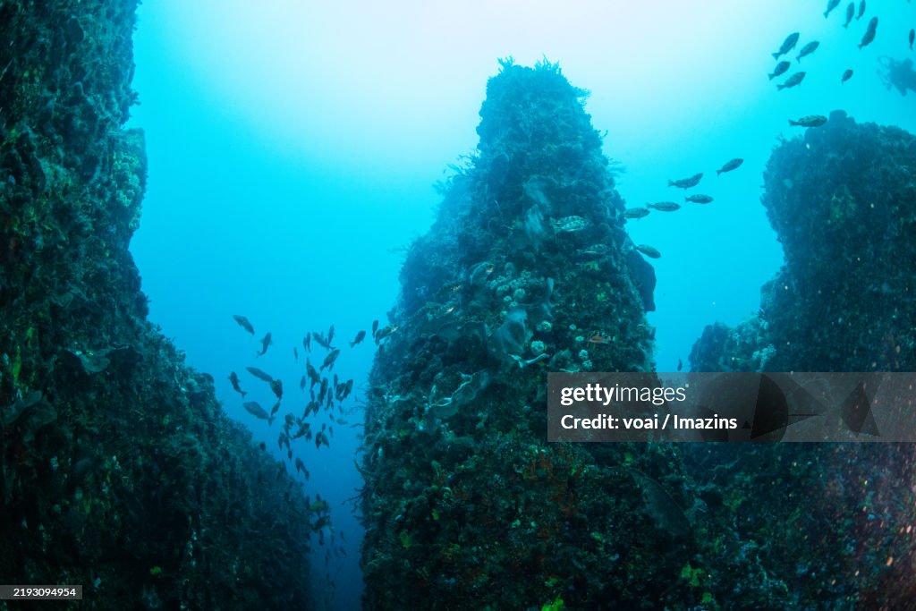 Korea, Gangwon-do, Gosung-gun, Skin Scuba, Rockfish, Underwater, Blackrockfish