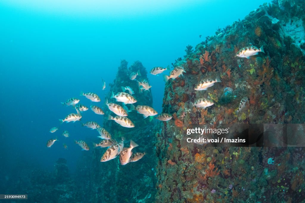 Korea, Gangwon-do, Gosung-gun, Skin Scuba, Rockfish, Underwater, Blackrockfish