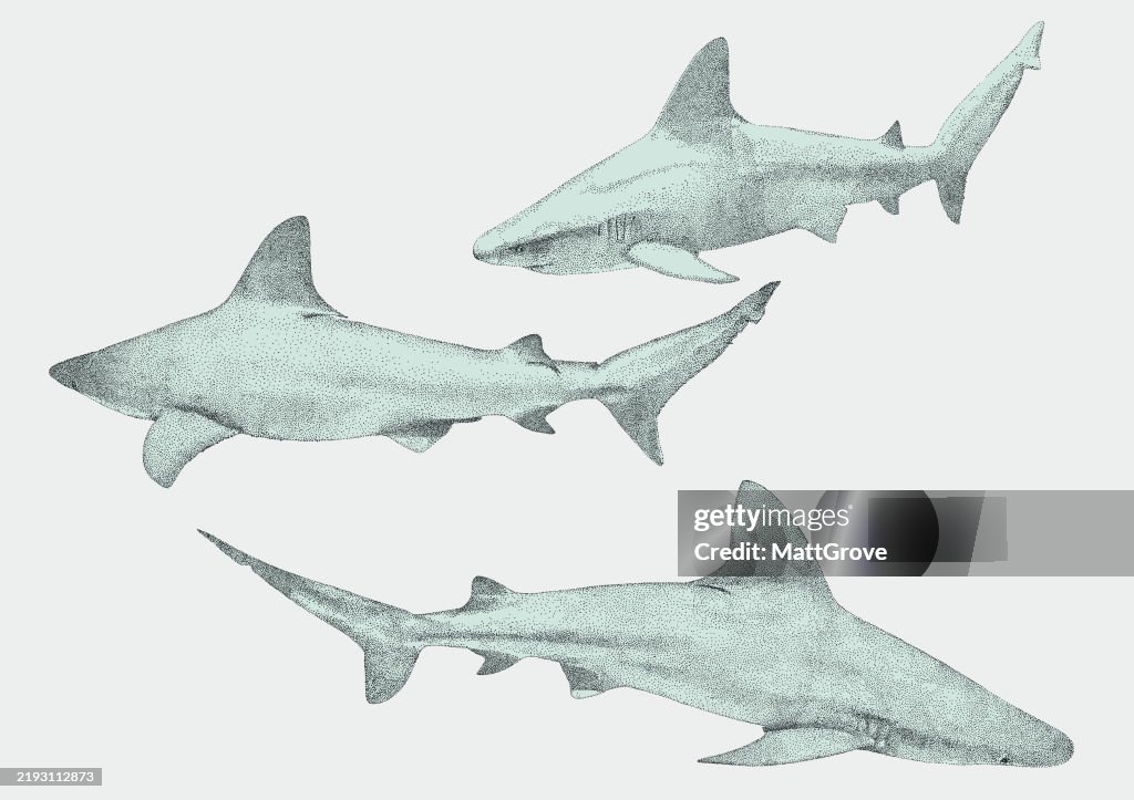 Blue Sharks, Bull Shark