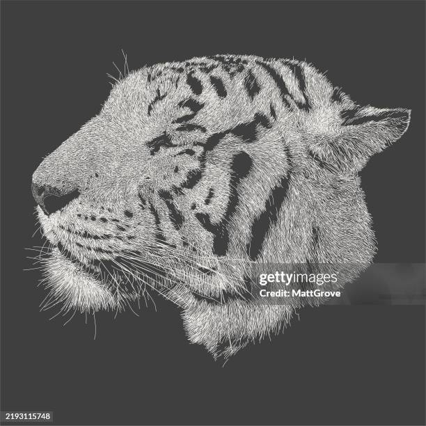 illustrations, cliparts, dessins animés et icônes de tigre du bengale blanc face sur le côté - tiger side profile