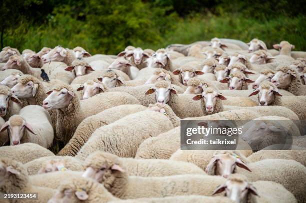 sheeps in a pasture - kudde schapen stockfoto's en -beelden