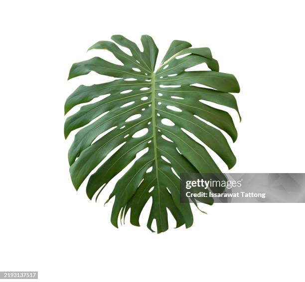 5,398 G Leaf Stock Photos, High-Res Pictures, and Images - Getty