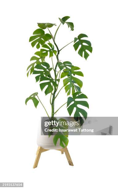 philodendron ginny, rhaphidophora terrasperma in white pot isolated on white background - monstera stock pictures, royalty-free photos & images