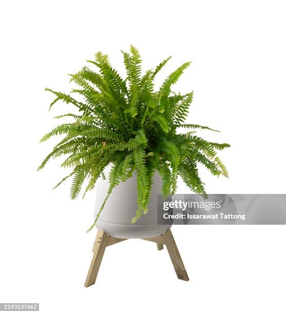 boston fern in white pot isolated on white background - farn freisteller stock-fotos und bilder