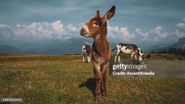 farm animals on mountain pasture - donkey stock pictures, royalty-free photos & images