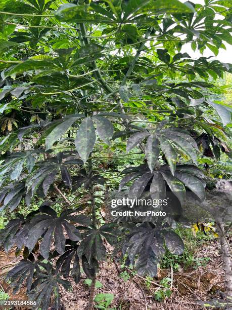 Tapioca Growing 2,235 Tapioca Plant Stock Photos, High-Res Pictures, and Images - Getty ...