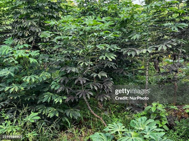 Tapioca Growing 2,235 Tapioca Plant Stock Photos, High-Res Pictures, and Images - Getty ...