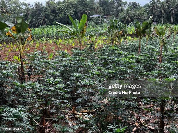 Tapioca Growing 2,235 Tapioca Plant Stock Photos, High-Res Pictures, and Images - Getty ...