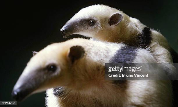 Baby Tamandua, the first to be born in Britain, clings to its mothers back at Regents Park Zoo July 24, 2003 London, United Kingdom. Tamanduas are...