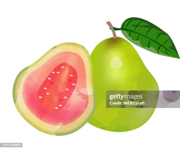 Guava Vector High Resolution Guava Fruit High-Res Vector Graphic - Getty Images