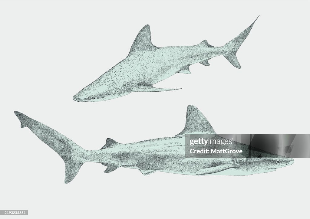 Grey Reef Sharks