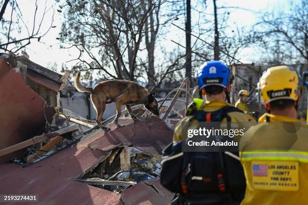 Cal Fire search and rescue team look through with a rescue dog for possible human remains in debris of burned houses after massive wildfire in...
