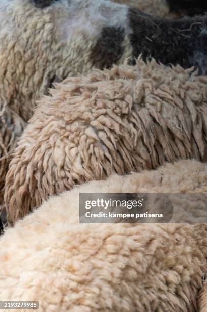 Sheep Texture Guide 133 Sheep Skin Texture Stock Photos, High-Res Pictures, and Images ...
