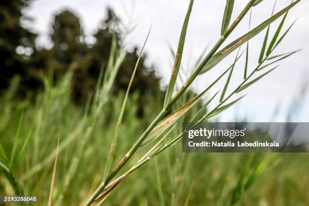 tranquil bamboo grass detail, hinting at a vast, lush bamboo forest in the background. - bamboo leaf stock pictures, royalty-free photos & images