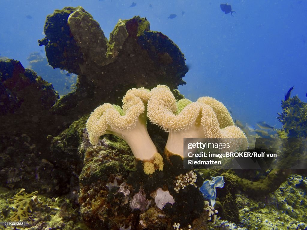 Underwater scene with mushroom leather coral (Sarcophyton glaucum) and marine plants against a blue background, dive site Close Encounters, Permuteran, Bali, Indonesia, Asia