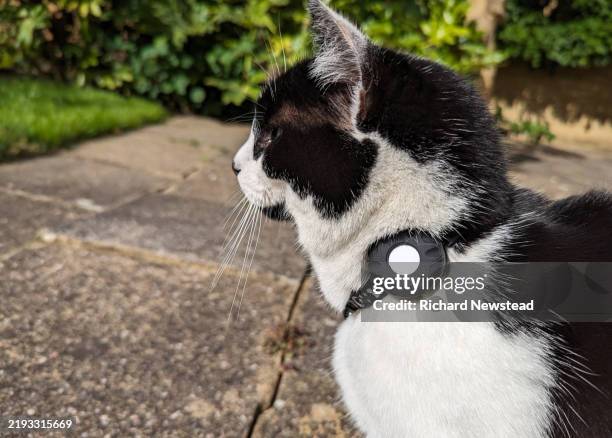 gps cat - gps stock-fotos und bilder