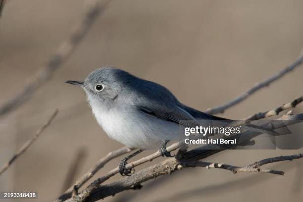 bushtit perching - bushtit stock pictures, royalty-free photos & images