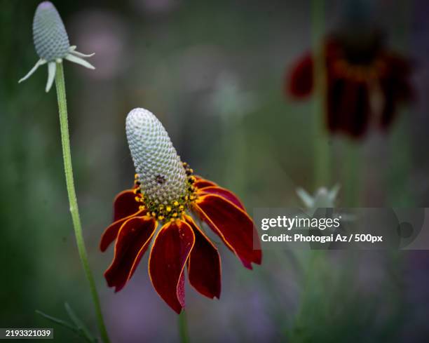 Paulden 58 Paulden Stock Photos, High-Res Pictures, and Images - Getty Images