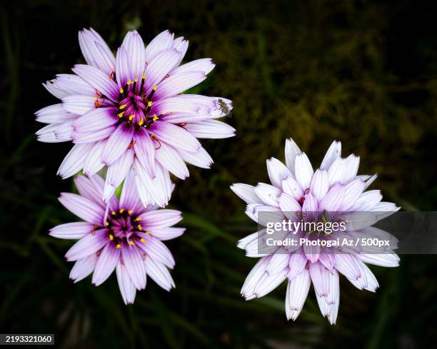 Paulden 58 Paulden Stock Photos, High-Res Pictures, and Images - Getty Images