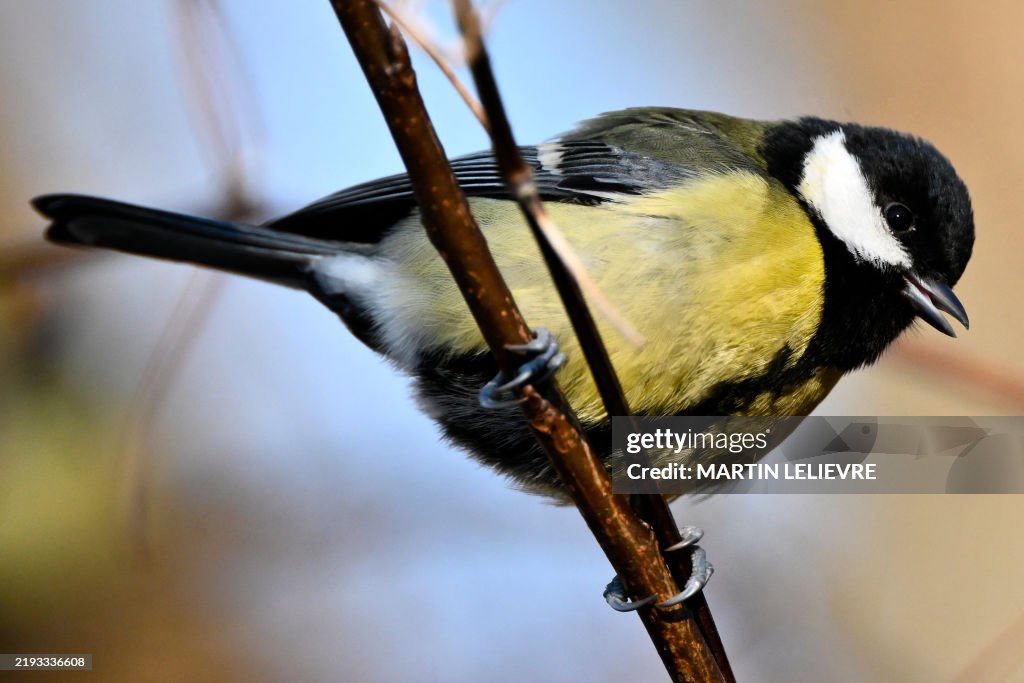 FRANCE-ENVIRONMENT-NATURE-WILDLIFE-ANIMAL