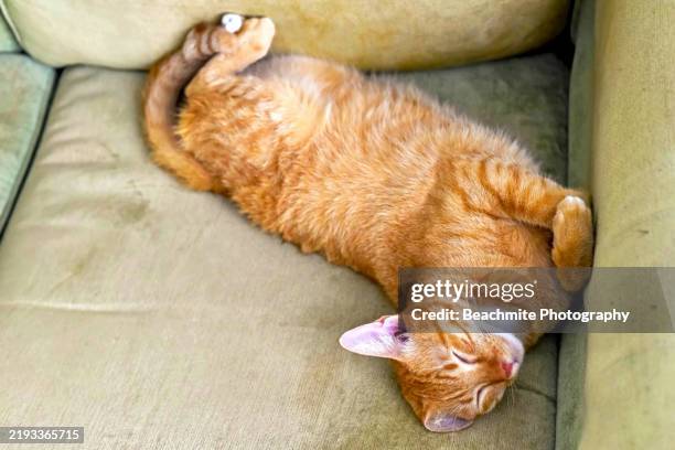 high angle view of a sleeping ginger cat - sibu sarawak stock pictures, royalty-free photos & images