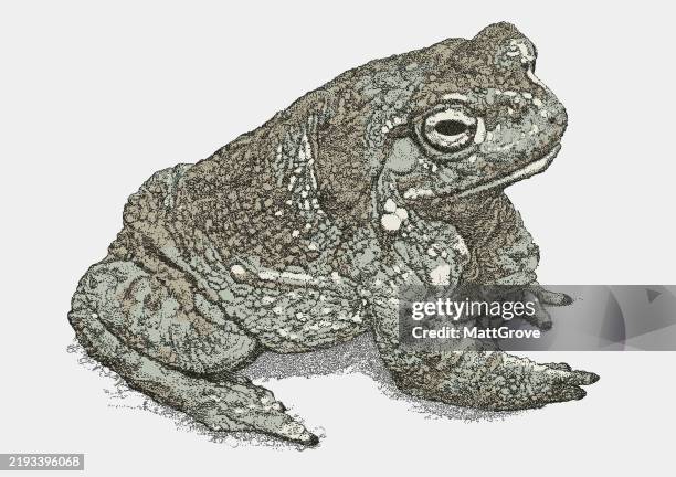 giant toad - toad stock illustrations