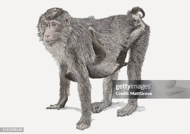 macaque monkey mother & baby - macaque monkey stock illustrations