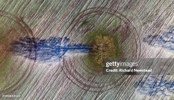 frosty tree - curved branches stock pictures, royalty-free photos & images