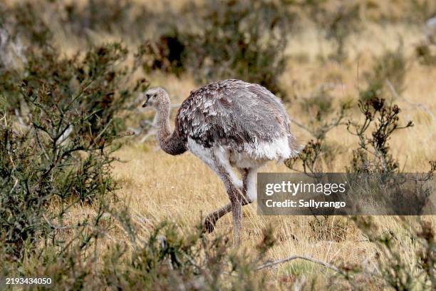 72 Lesser Rhea Stock Photos, High-Res Pictures, and Images - Getty Images
