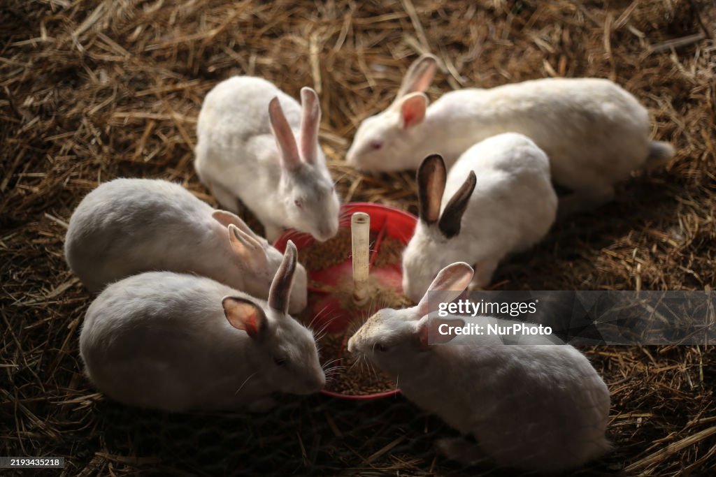 Rabbits play at a rabbit farm in Lalitpur, Nepal, on January 15, 2025 ...
