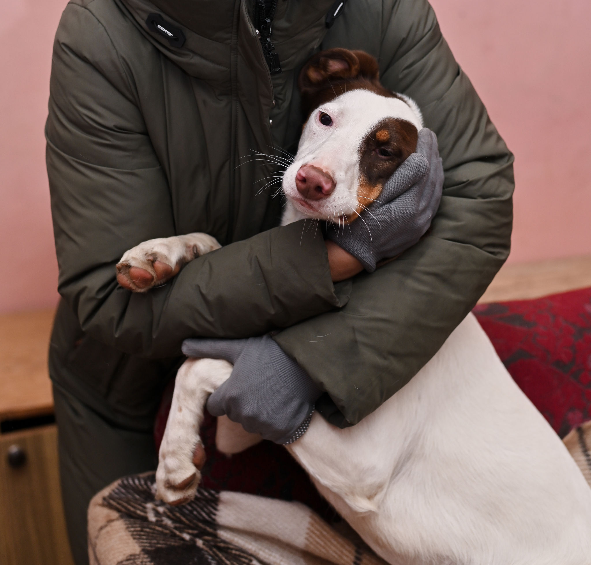 white mongrel dog in the hands of a volunteer white mongrel dog in the hands of a volunteer