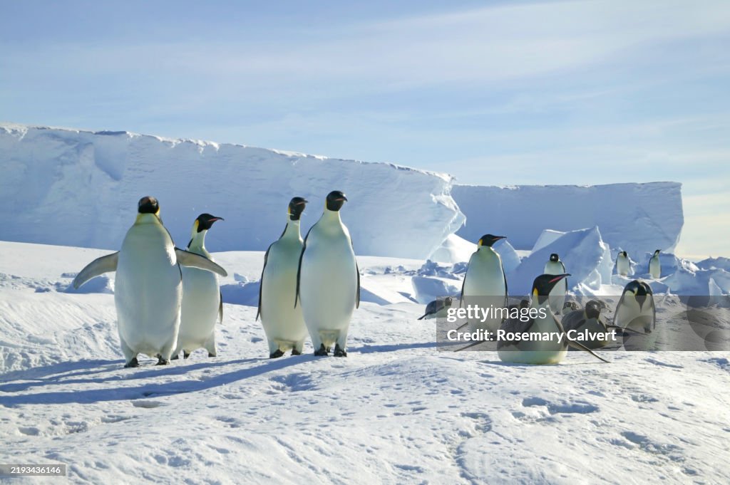 Emperor penguins return to colony, Rijser-Larsen ice shelf.