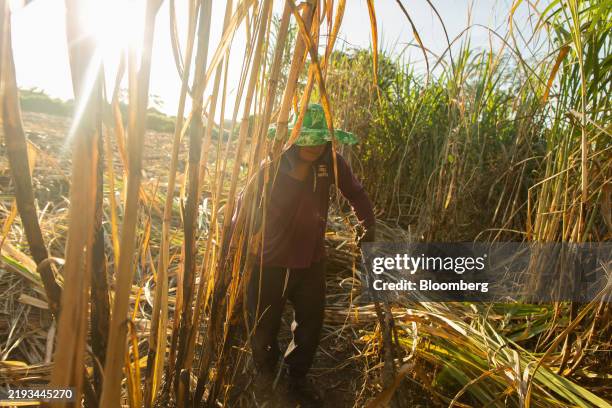 Sugar cane farmer works in a field in Bamban, Tarlac, the Philippines, on Friday, Dec. 6, 2024. A casino raid in Bamban revealed the mayor's business...