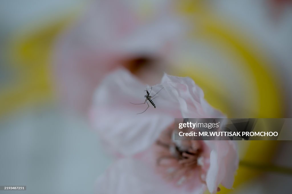Mosquito.