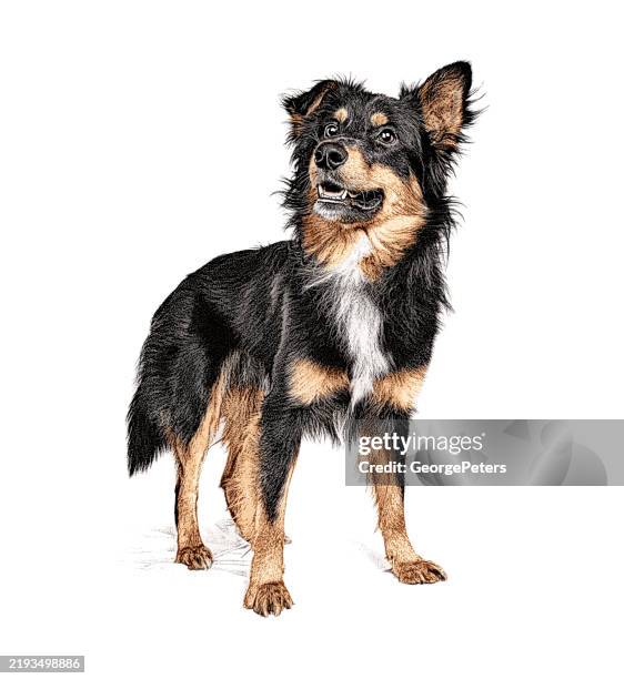 alert border collie and obedience training - dog collar white background stock illustrations