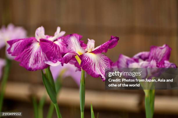 iris flowers: popular perennial plant with elegant, colorful flowers - rhizome foto e immagini stock