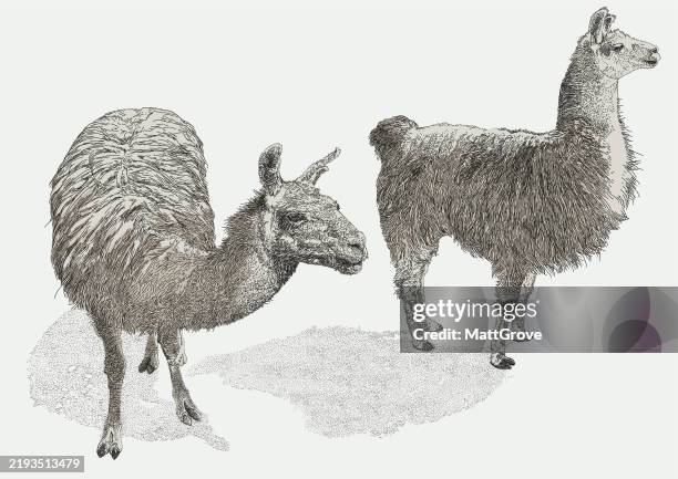 llamas - llama stock illustrations