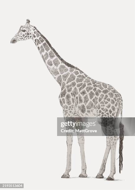 giraffe standing profile - portrait profile stock illustrations