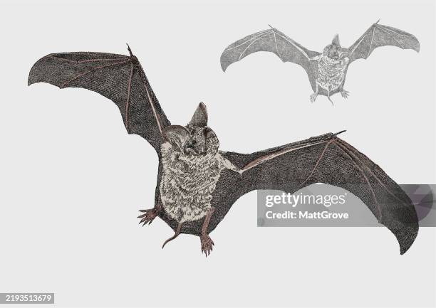 fruit bat in flight - flying fox stock illustrations