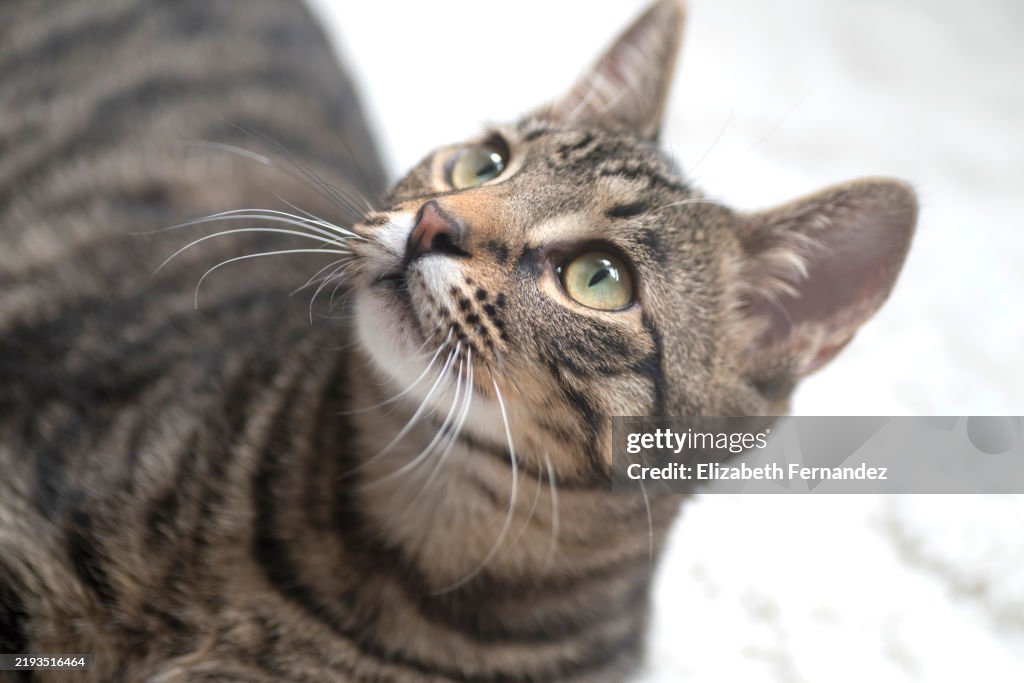 Tabby Cat Looking Up with Curious Expression